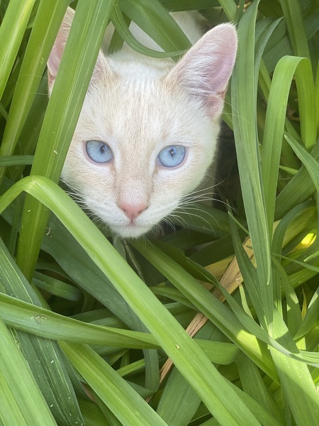 Oscar