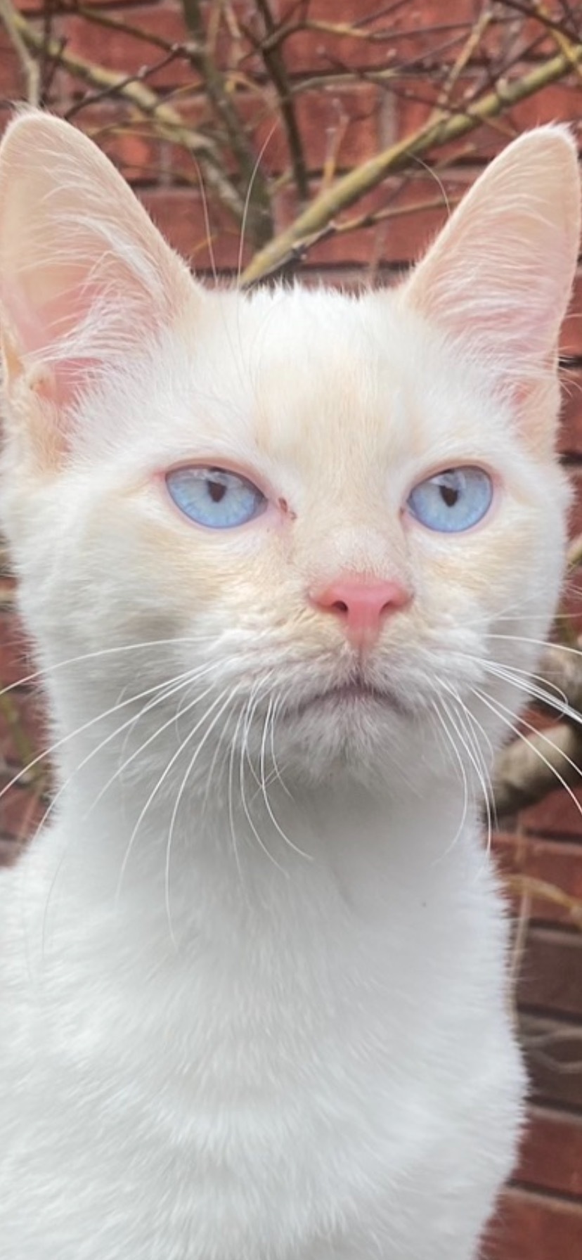 Vote For Lokie Pet Calendar Contest For The Humane Society Of Morgan vote-for-lokie-pet-calendar-contest-for-the-humane-society-of-morgan