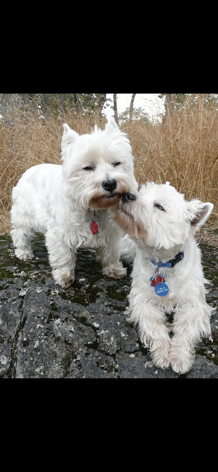 Maggie & Shorty