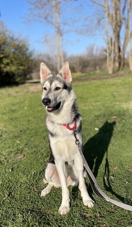 Bowie