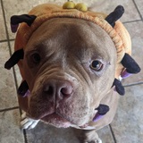 Entry image for Hippo 