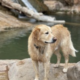 Entry image for Sir Winston Puppiesworth