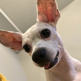 Entry image for Petey