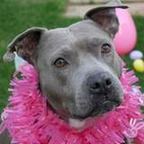 Entry image for Layla