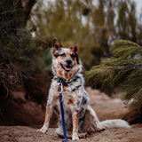 Entry image for Holly