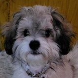 Entry image for Doug