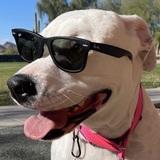 Entry image for Pepper, the Therapy Pittie