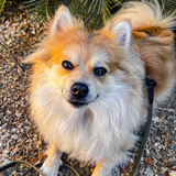 Entry image for Basil