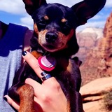 Entry image for Bella 