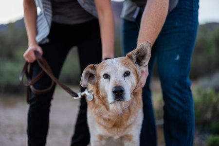 Entry image for Rusty. Clicking this image will show a larger photo