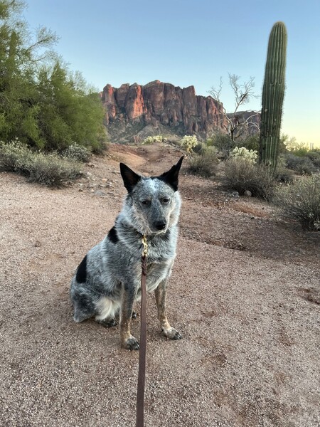Entry image for Lola. Clicking this image will show a larger photo
