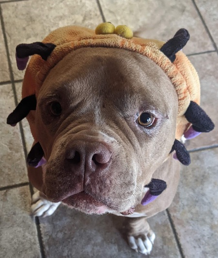 Entry image for Hippo . Clicking this image will show a larger photo