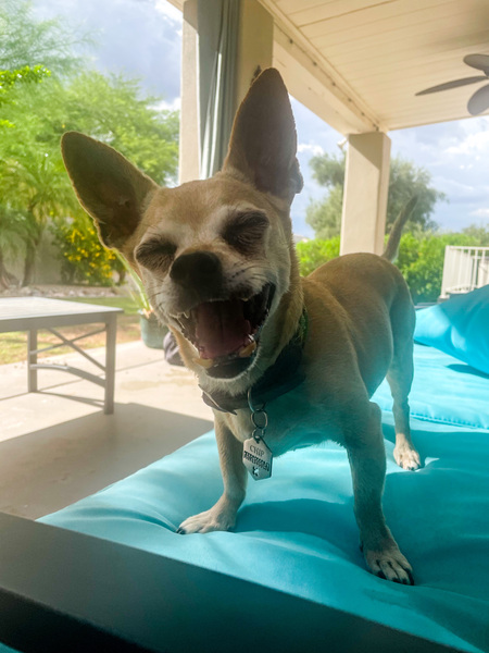 Entry image for Chip. Clicking this image will show a larger photo