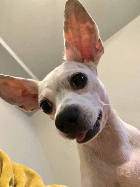 Entry image for Petey. Clicking this image will show a larger photo