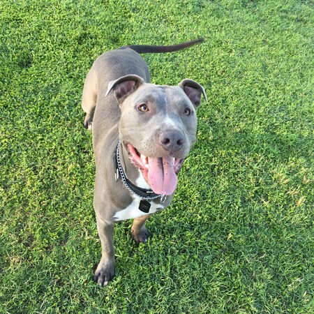 Entry image for Toby. Clicking this image will show a larger photo