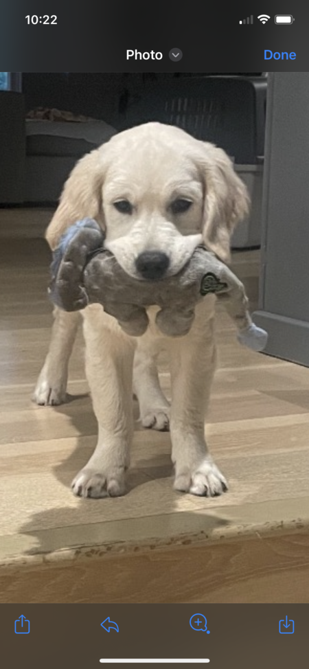 Entry image for Piper. Clicking this image will show a larger photo