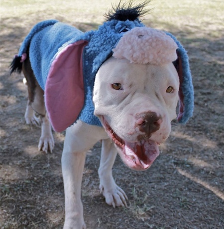 Entry image for Winnie . Clicking this image will show a larger photo