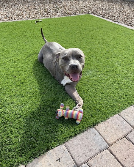 Entry image for Tyson . Clicking this image will show a larger photo