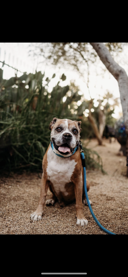 Entry image for Bruno. Clicking this image will show a larger photo