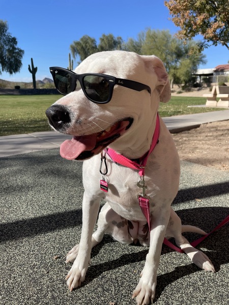 Entry image for Pepper, the Therapy Pittie. Clicking this image will show a larger photo