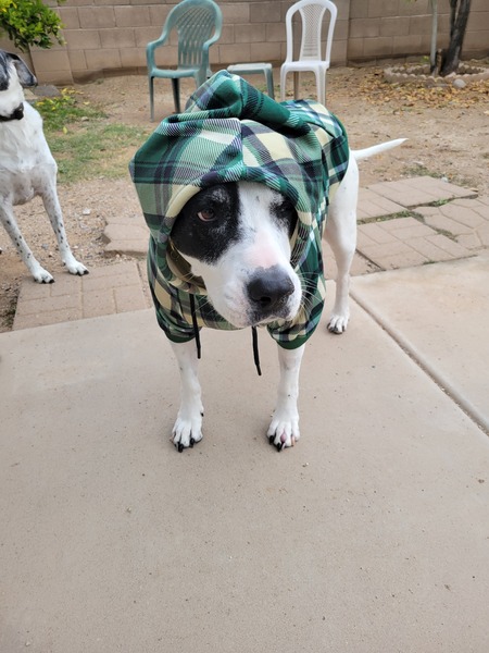 Entry image for Mabel. Clicking this image will show a larger photo