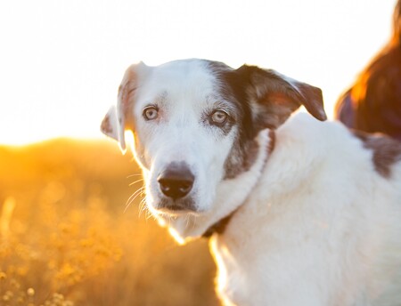 Entry image for Josephine. Clicking this image will show a larger photo