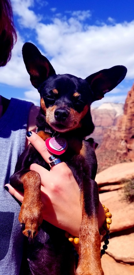 Entry image for Bella . Clicking this image will show a larger photo