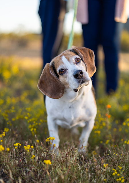 Entry image for Willie. Clicking this image will show a larger photo