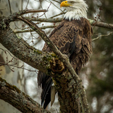 Entry image for Bald Eagle 