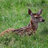 Entry image for Fawn Morning 