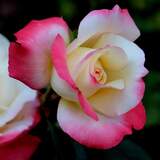 Entry image for Every Rose Has its Thorn