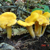 Entry image for Golden Chanterelles, found near Jamestown, NY