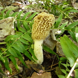 Entry image for Finally, found one (morel mushroom)