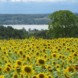 Entry image for Chautauqua sun rising