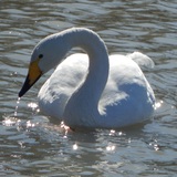 Entry image for Swan