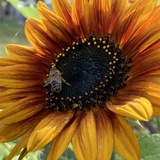 Entry image for Busy Bee 