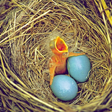 Entry image for The Early Bird Gets The Worm