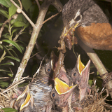 Entry image for Suppertime