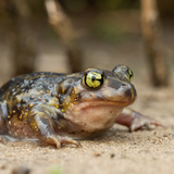 Entry image for Eastern Spadefoot