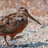 Entry image for Dancing Snipe