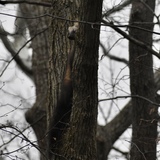 Entry image for Hunting up in the trees