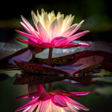 Entry image for Reflection