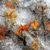 Entry image for Fall into Winter