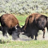 Entry image for "Dust Up in Yellowstone"