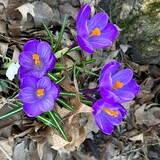 Entry image for "Signs of Spring!"