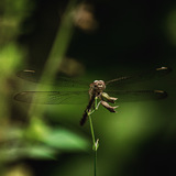 Entry image for Dragonfly Hovering