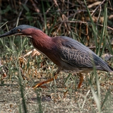 Entry image for Green Heron