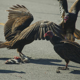 Entry image for Next Meal