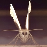 Entry image for Have you any wool?