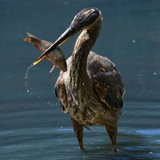 Entry image for Fresh Catch